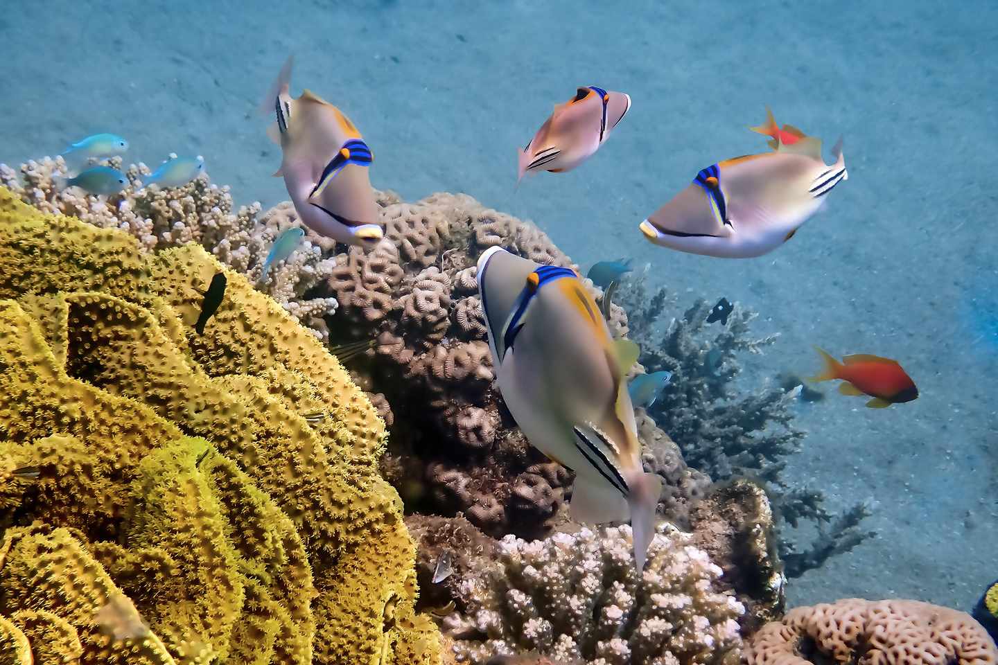 aegypten-hurghada-korallenriff-g-1482720999.jpg
