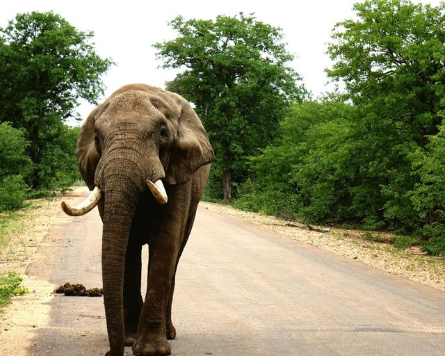 Johannesburg bis Krüger National Park: Safari und Natur