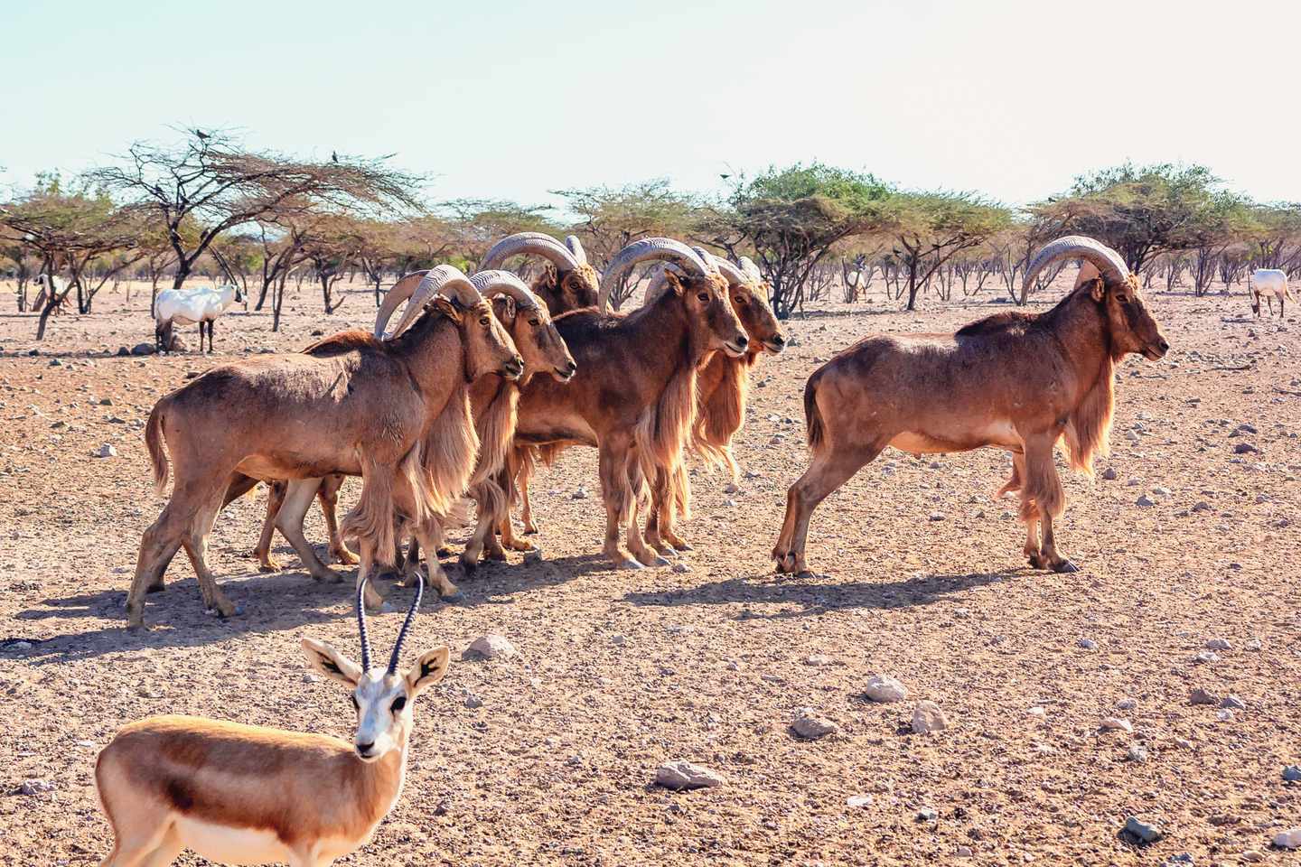blt61b00750bc2e5fc2-vae-abudhabi-sirbaniyas-g-1129202694.jpg Mähnenspringer im Sir Bani Yas Wildlife Park