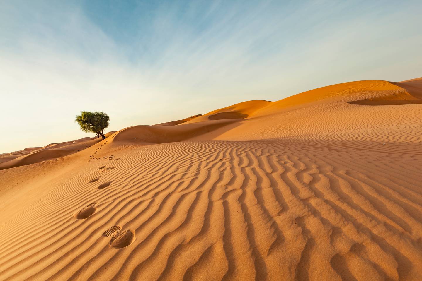 blt2a70bcfe5015f4f3-oman-wueste-baum-g-2202857294.jpg oman-wueste-baum-g-2202857294.jpg