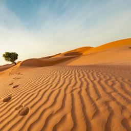 oman-wueste-baum-g-2202857294.jpg