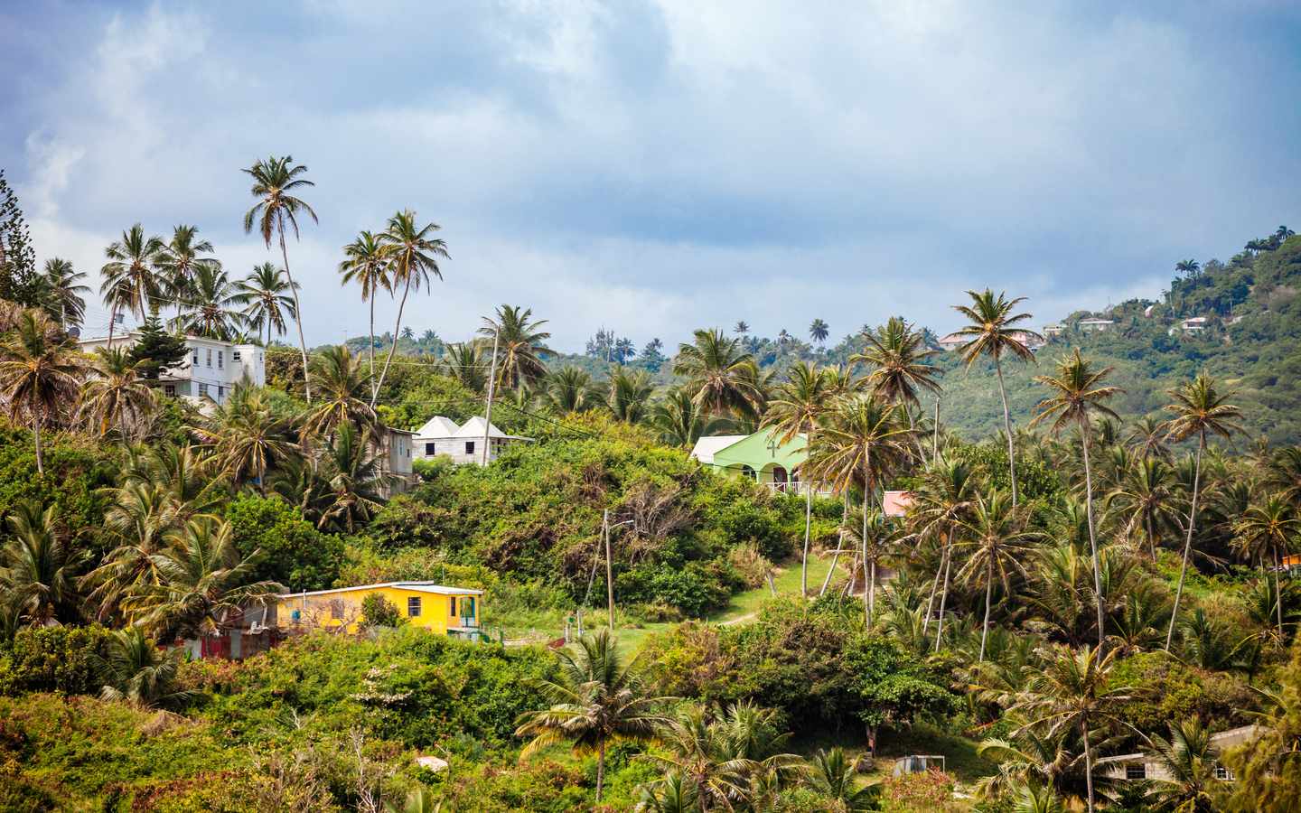 karibik-barbados-aussicht-huegel-palmen-haeuser-g-1255284859.jpg