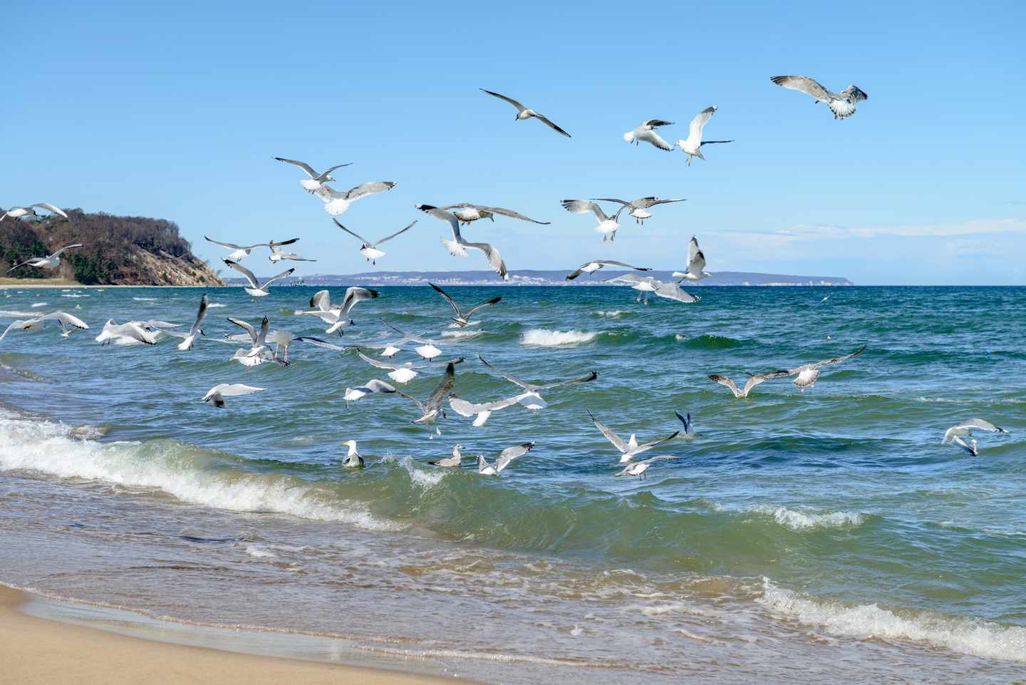 europa-deutschland-ruegen-ostsee-meer-moewen-g-477872464.jpg