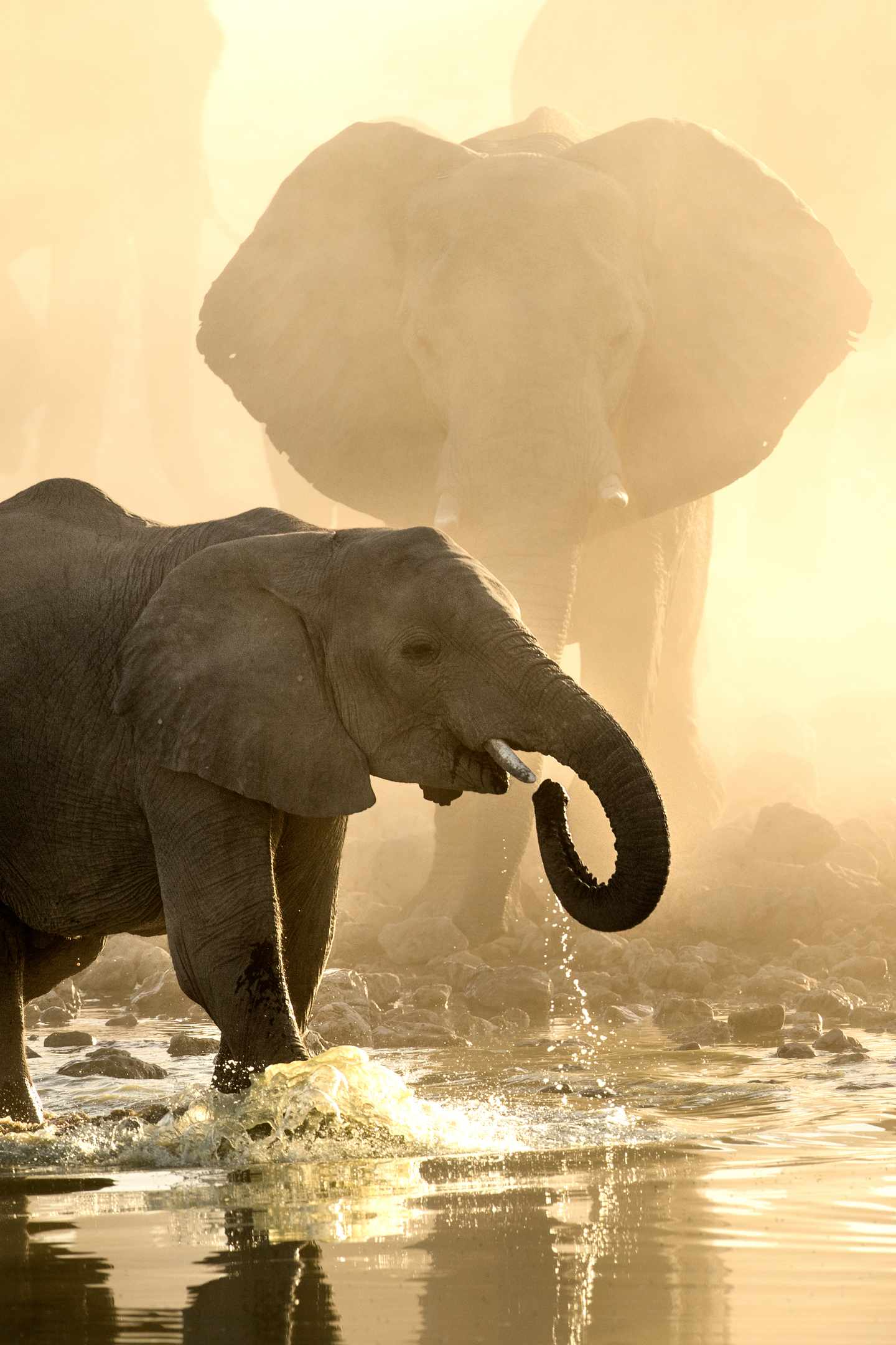 blt4a0d522084242dcc-afrika-elefanenbaby-big-five-g-1140093635.jpg Elefantenbaby spielt im Wasser im Licht der goldenen Sonne