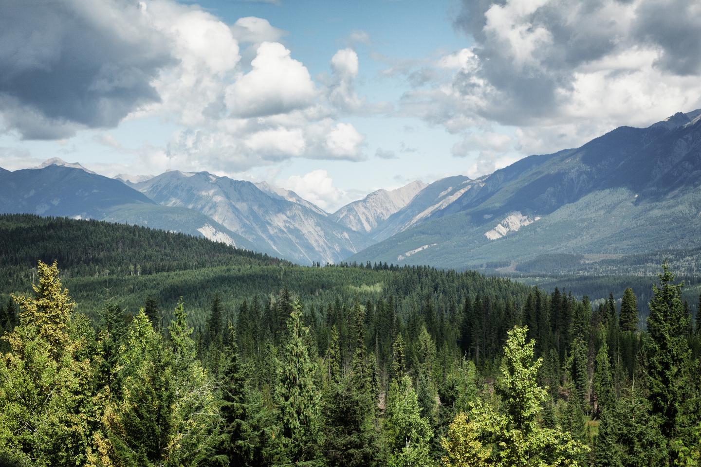 blt90d6318064dd4a55-kanada-british-columbia-landschaft-mit-nadelwaeldern-g-641801052_bearbeitet.jpg kanada-british-columbia-landschaft-mit-nadelwaeldern-g-641801052_bearbeitet.jpg