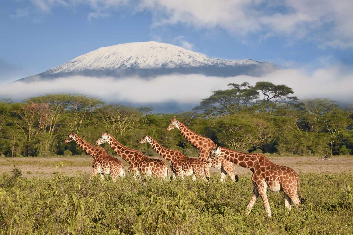 kafrika-tansania-kilimandscharo-giraffen-g-1368957081.jpg