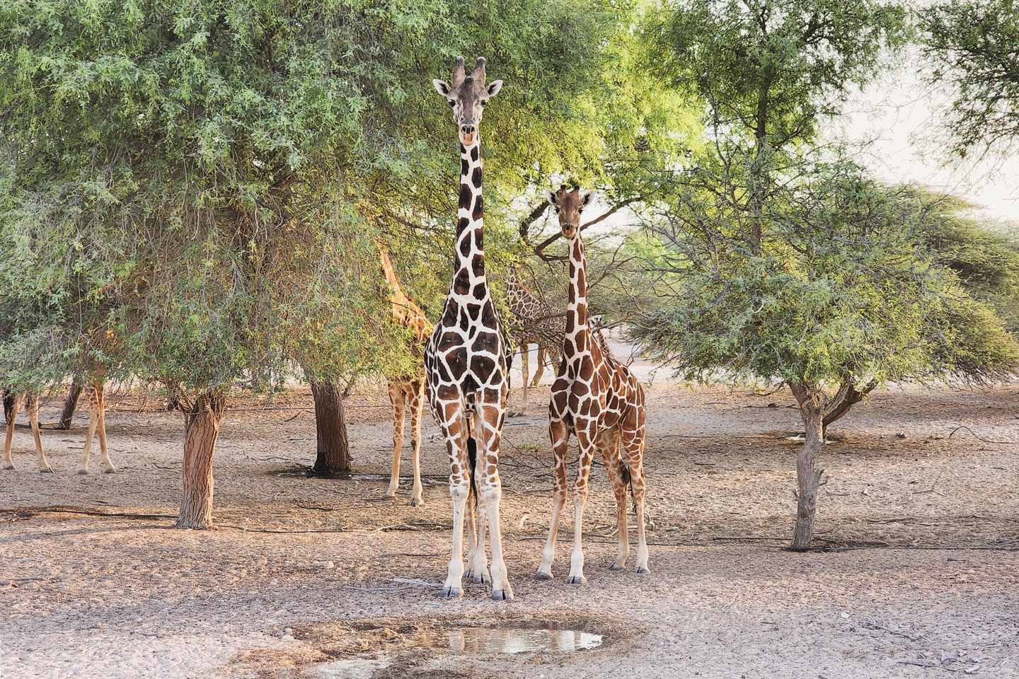 blt6f738355dd7c2a94-vae-abudhabi-sirbaniyas-g-1458199529.jpg Giraffen im Sir Bani Yas Wildlife Park