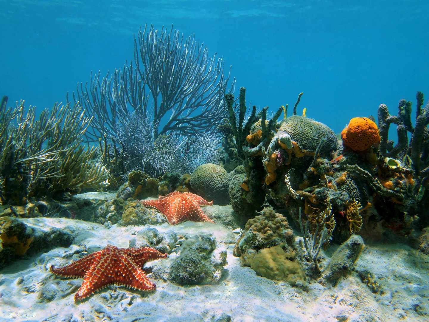 costa-rica-tierwelt-seesterne-unter-wasser-g-857414616.jpg