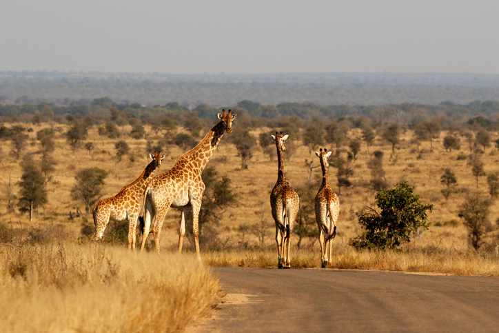 suedafrika-kruger-nationalpark-giraffen-t-993969108.jpg