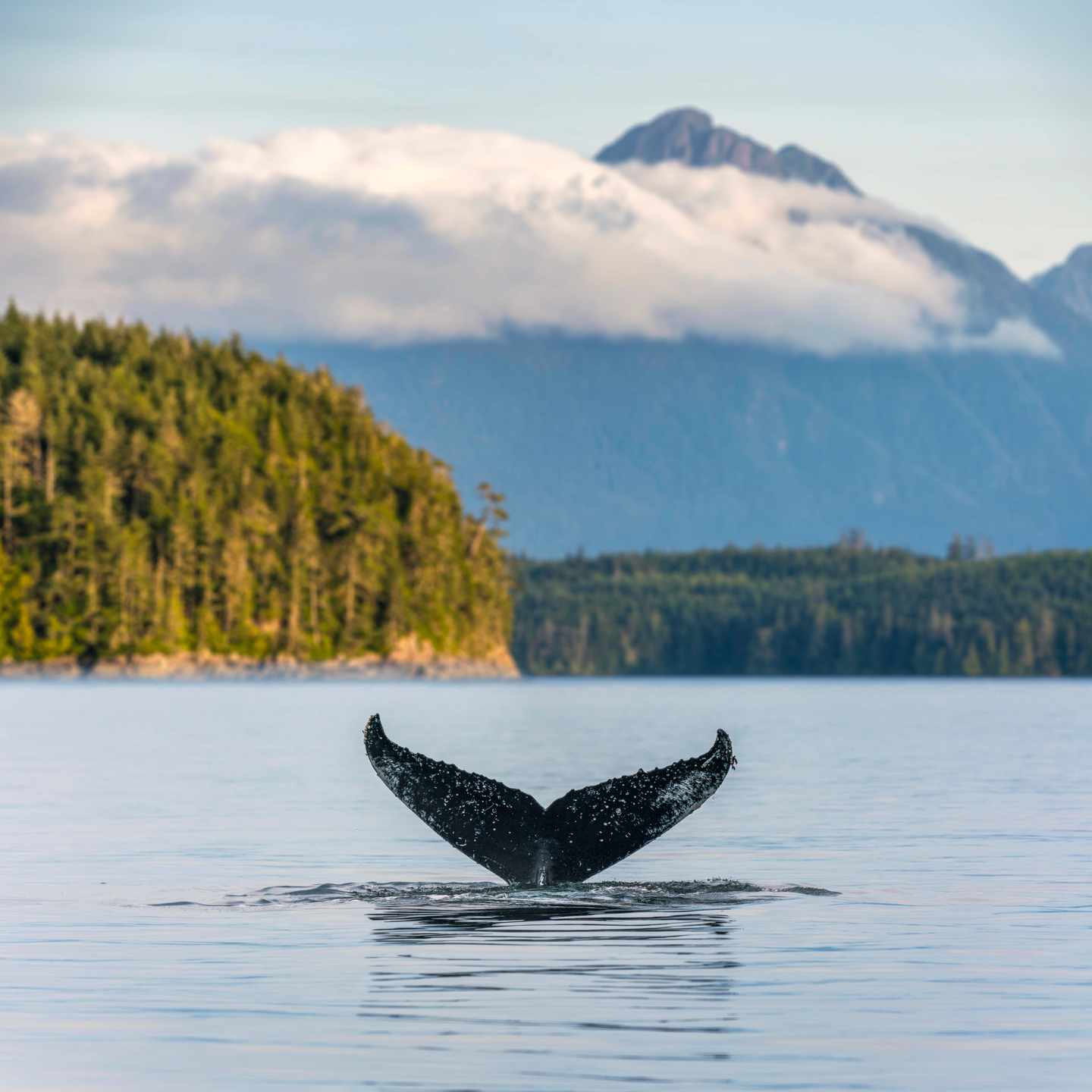 GettyImages-1294877045.jpg Walfluke ragt aus ruhigem Küstengewässer vor bewaldeten Ufern und Bergen im Hintergrund