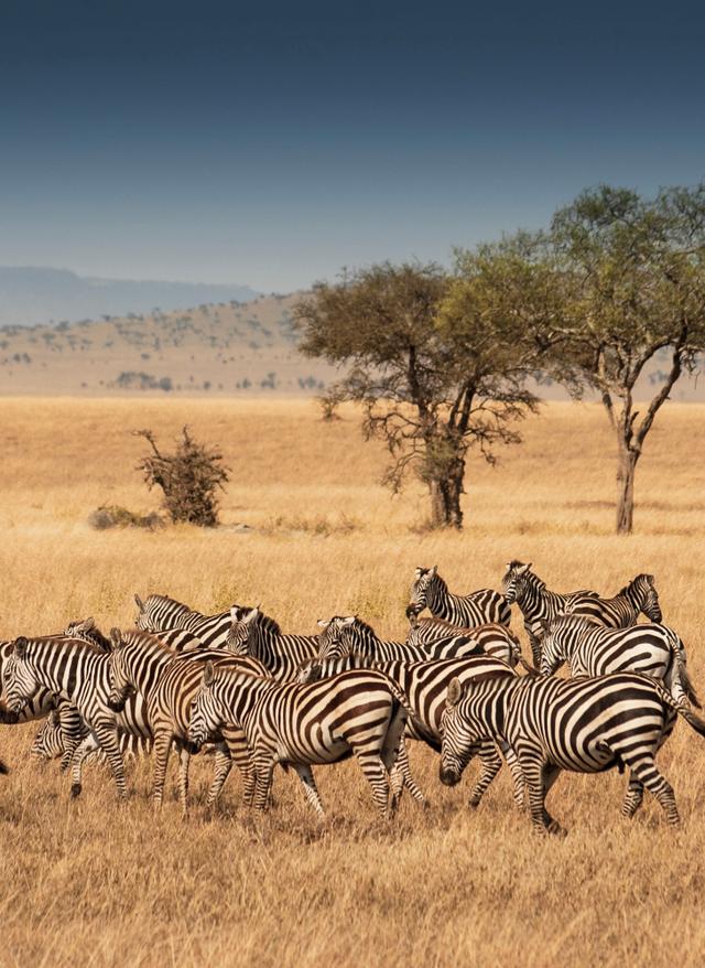 Tansania Safari