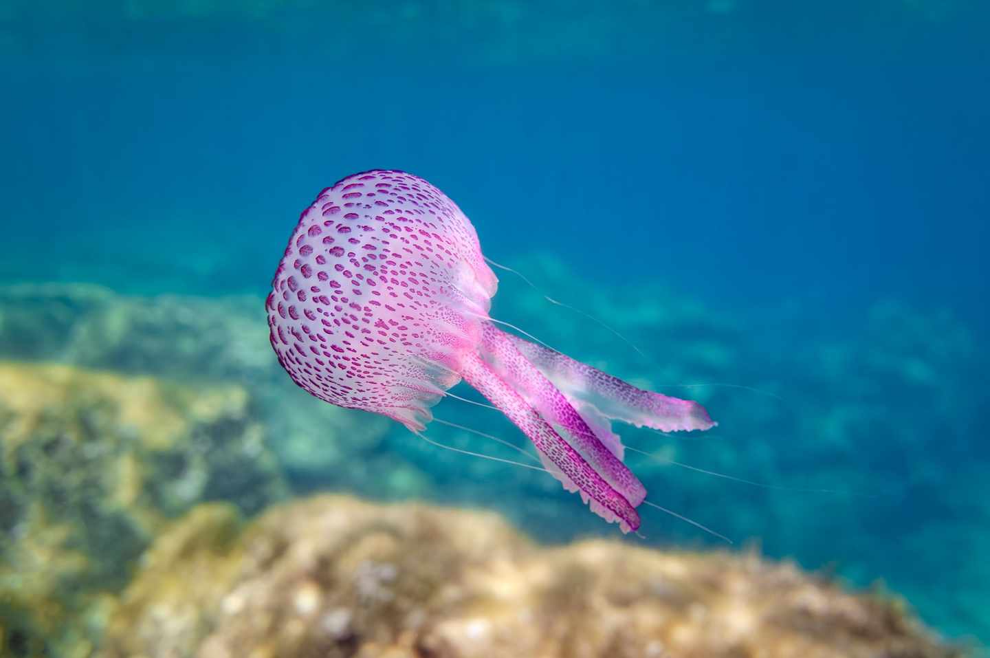 bltb08a57d71f438aca-tiere-mittelmeer-purpurqualle-mallorca-g-1341287530.jpg Purpurqualle im Meer