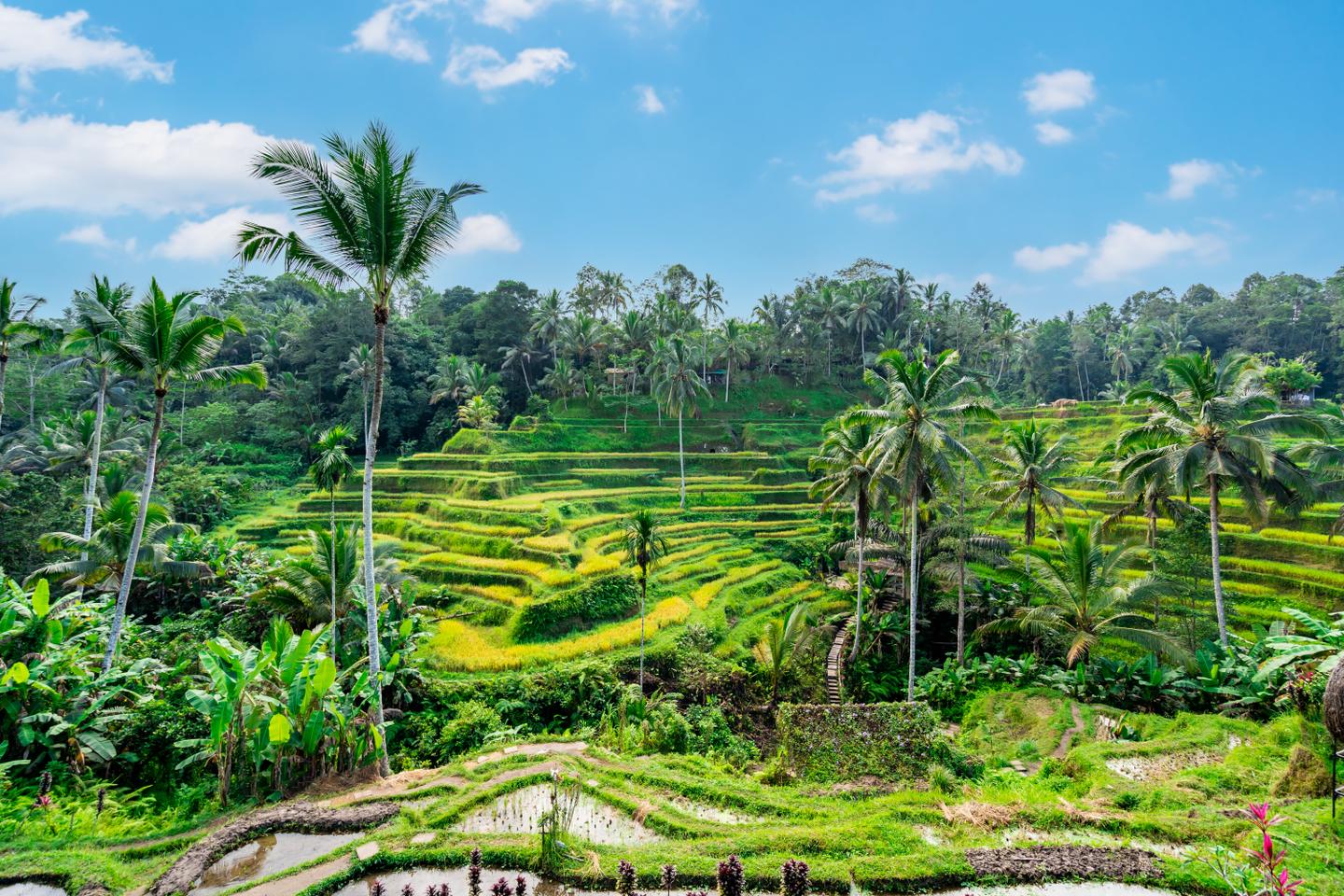 Indonesien-Bali-Tegalalang-Reisterrassen-g-1547565308.jpg
