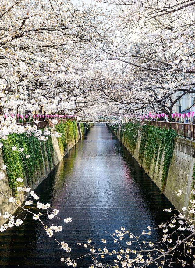 Die Zeit der Kirschblüte: Japan im Frühling