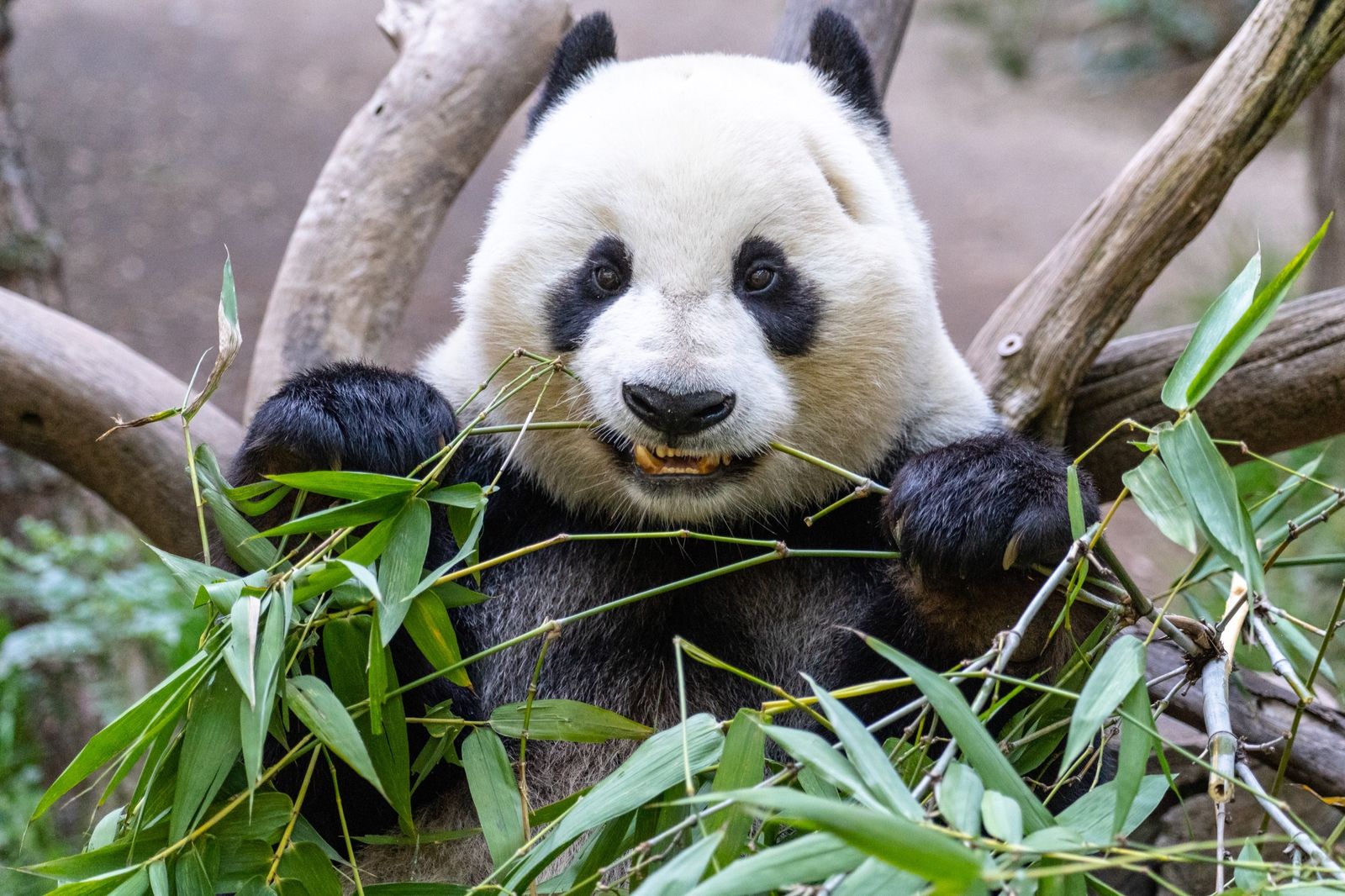 San Diego Zoo