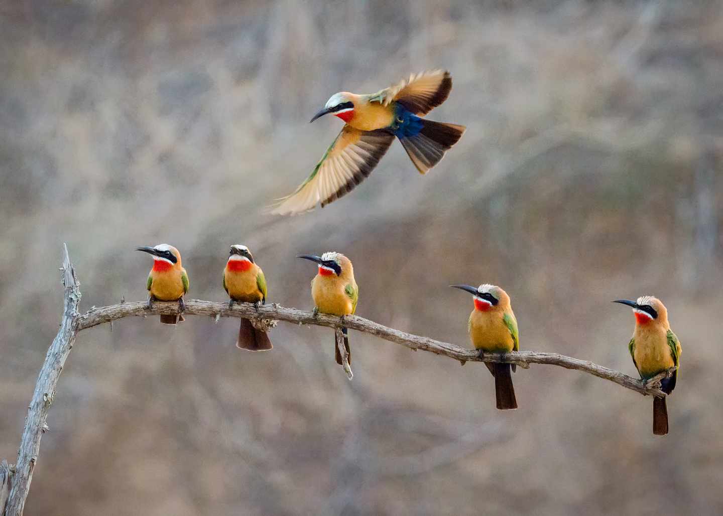 tansania-gruppe-regenbogenbienenfresser-g-2181795206.jpg