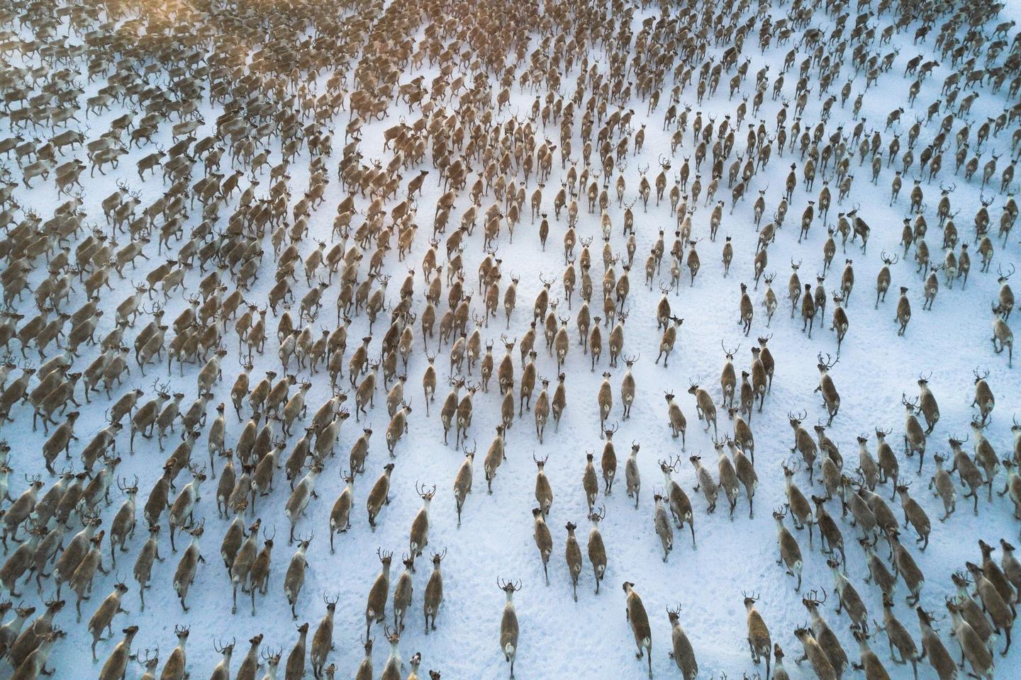Rentiere in der kandadischen Tundra der Northwest Territories