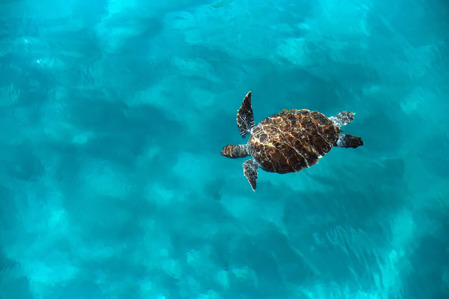 tuerkei-schildkroete-g-1450756548.jpg