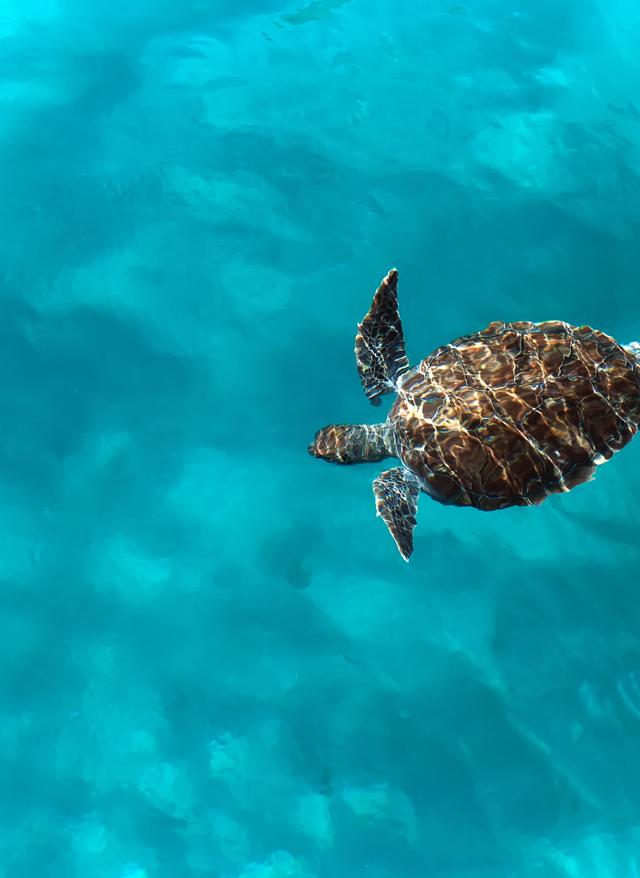 Eindrucksvolle Side-Sehenswürdigkeit: die Schildkrötenbucht