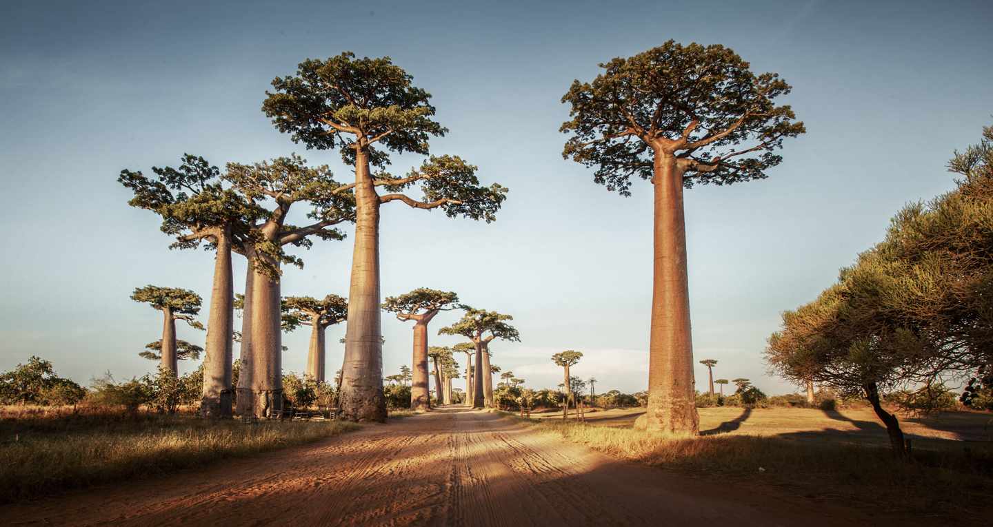 blt498466a3065b8ffc-Ostafrika-Madagaskar-Baobabs-g-521151567.jpg Afrikanischer Affenbrotbaum