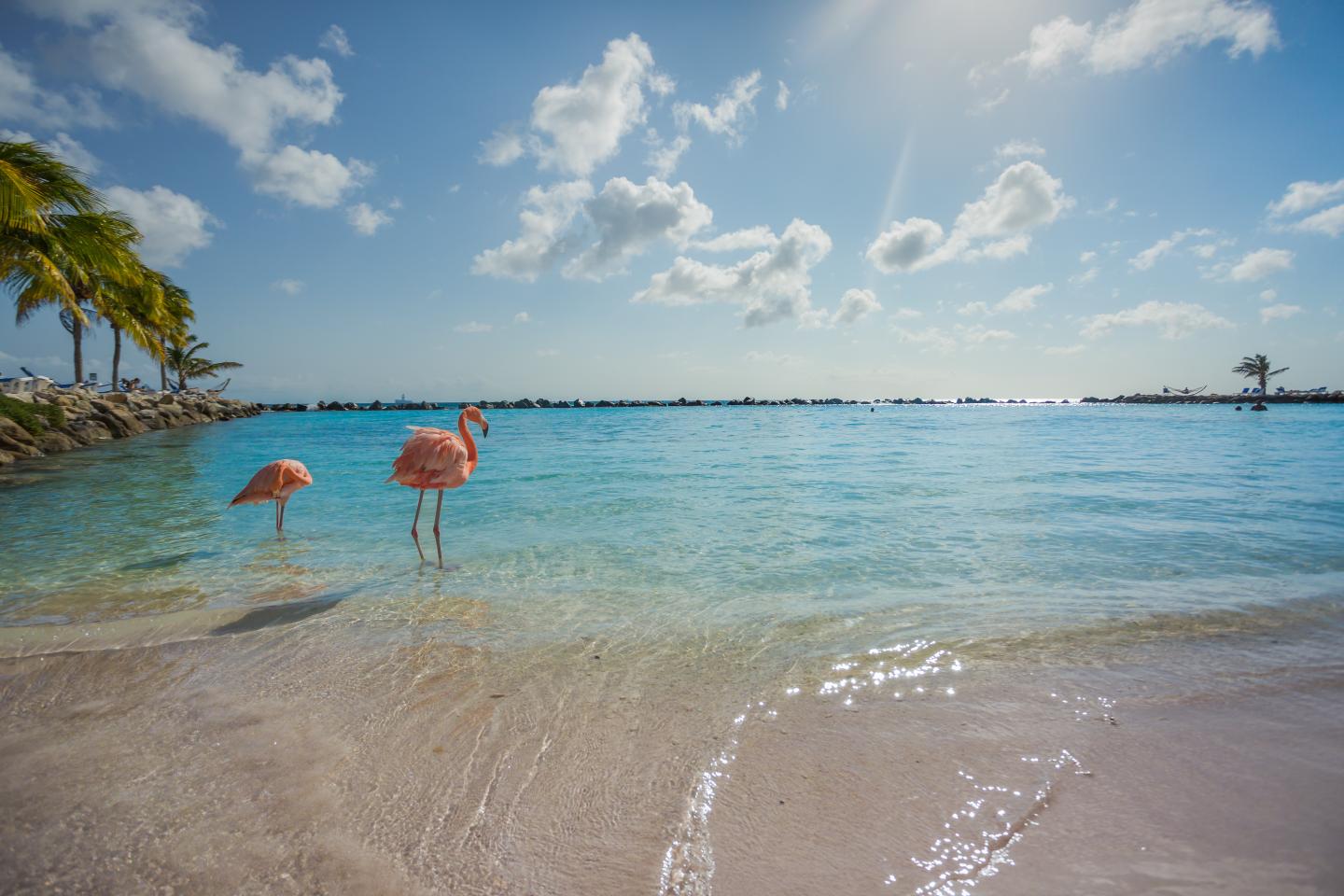 karibik-aruba-oranjestad-flamingo-beach-g-629274652.jpg
