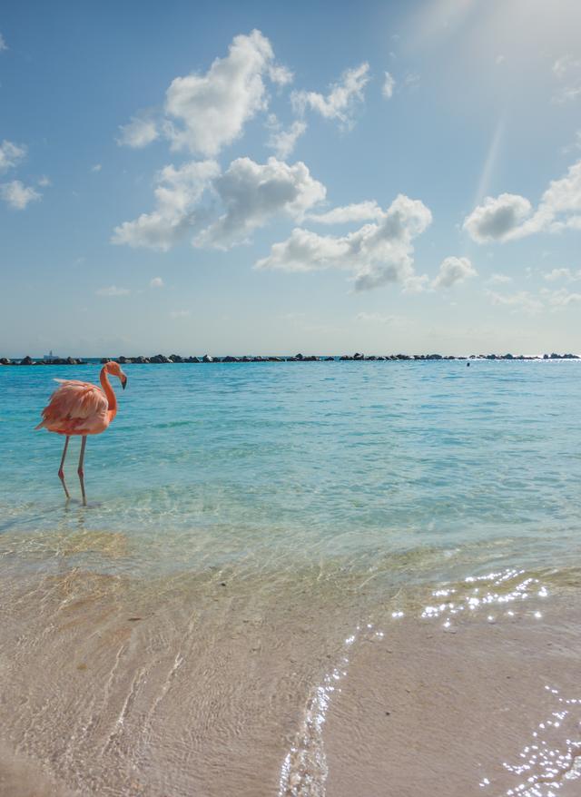 Aruba Sehenswürdigkeiten karibik-aruba-oranjestad-flamingo-beach-g-629274652.jpg