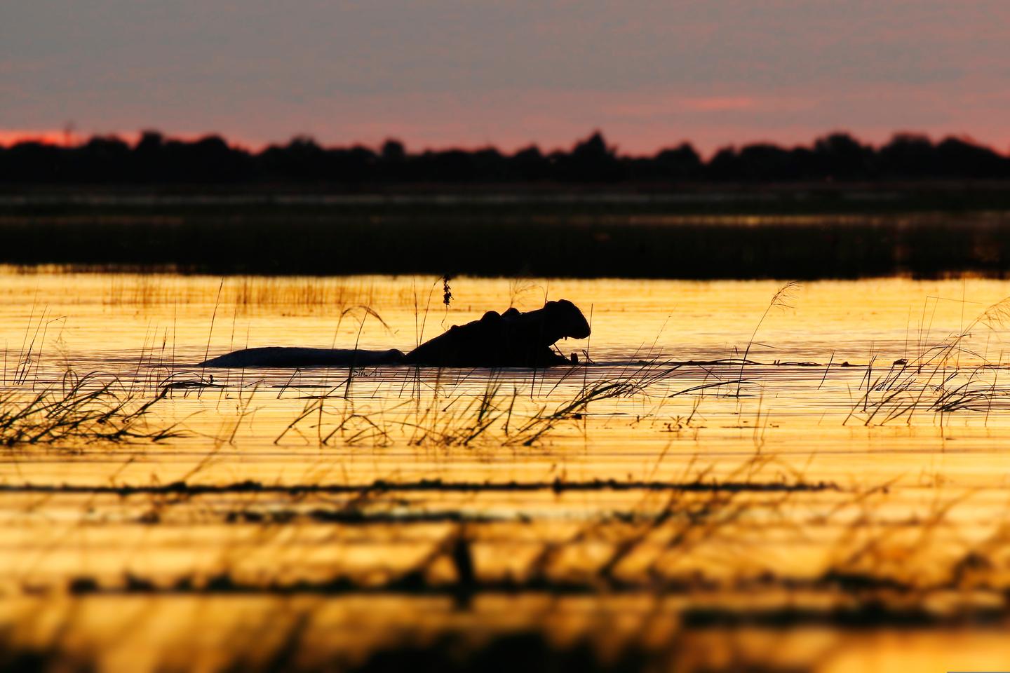 botswana-chobe-nationalpark-nilpferd-g-847030280.jpg