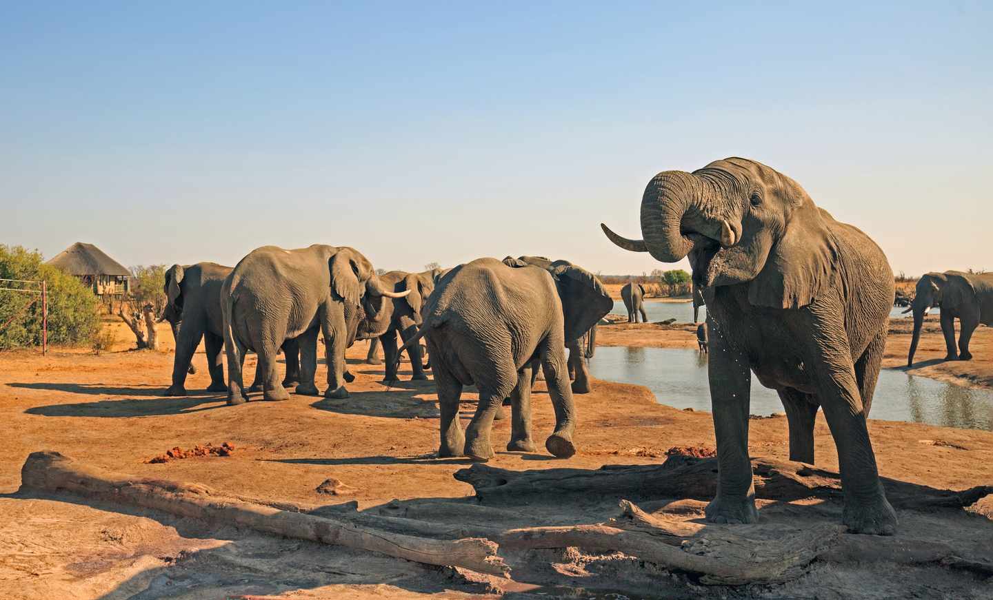 simbabwe-hwange-nationalpark-elefanten-g-1080925330.jpg