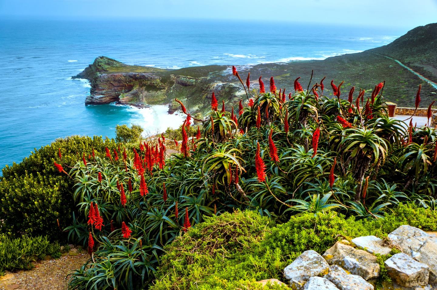 blt687342c25a26225b-suedafrika-kapstadt-blumen-t-481216576.jpg suedafrika-kapstadt-blumen-t-481216576.jpg