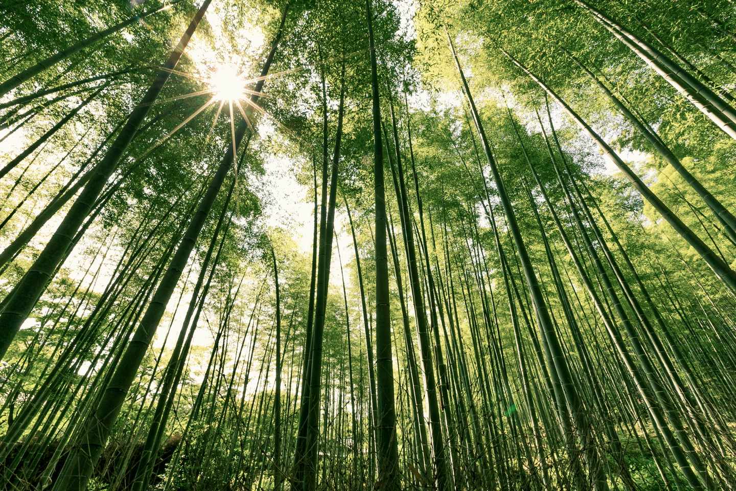 japan-waldbaden-bambuswald-bei-arashiyama-g-537810306.jpg