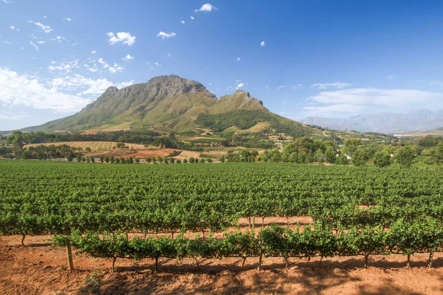 Weingut in Stellenbosch