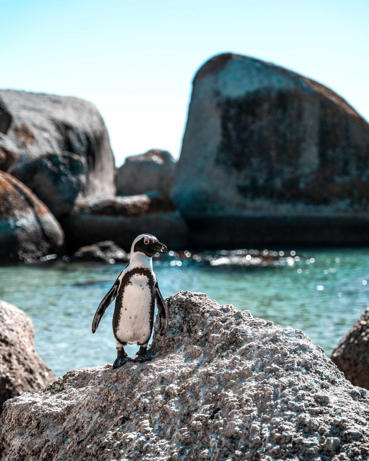 bltea626b3b3091472a-2301_BouldersBeach2_SimplyMadeleine.jpg Pinguin steht am Strand, im Hintergrund Felsen