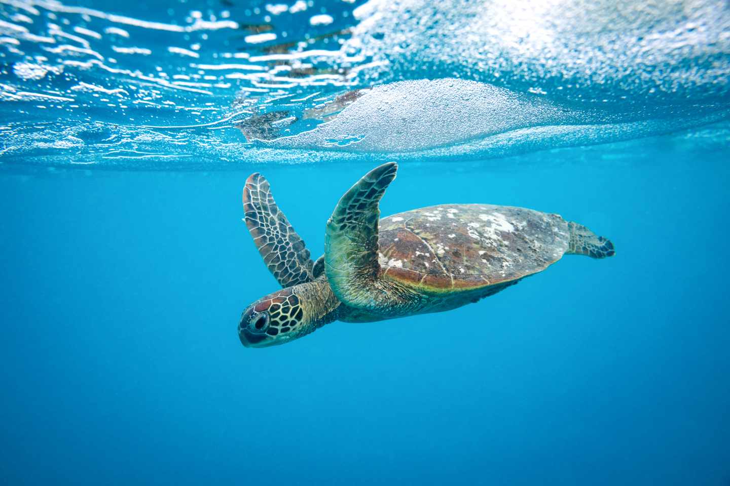 franzoesisch-polynesien-schildkroete-g-2115812436.jpg