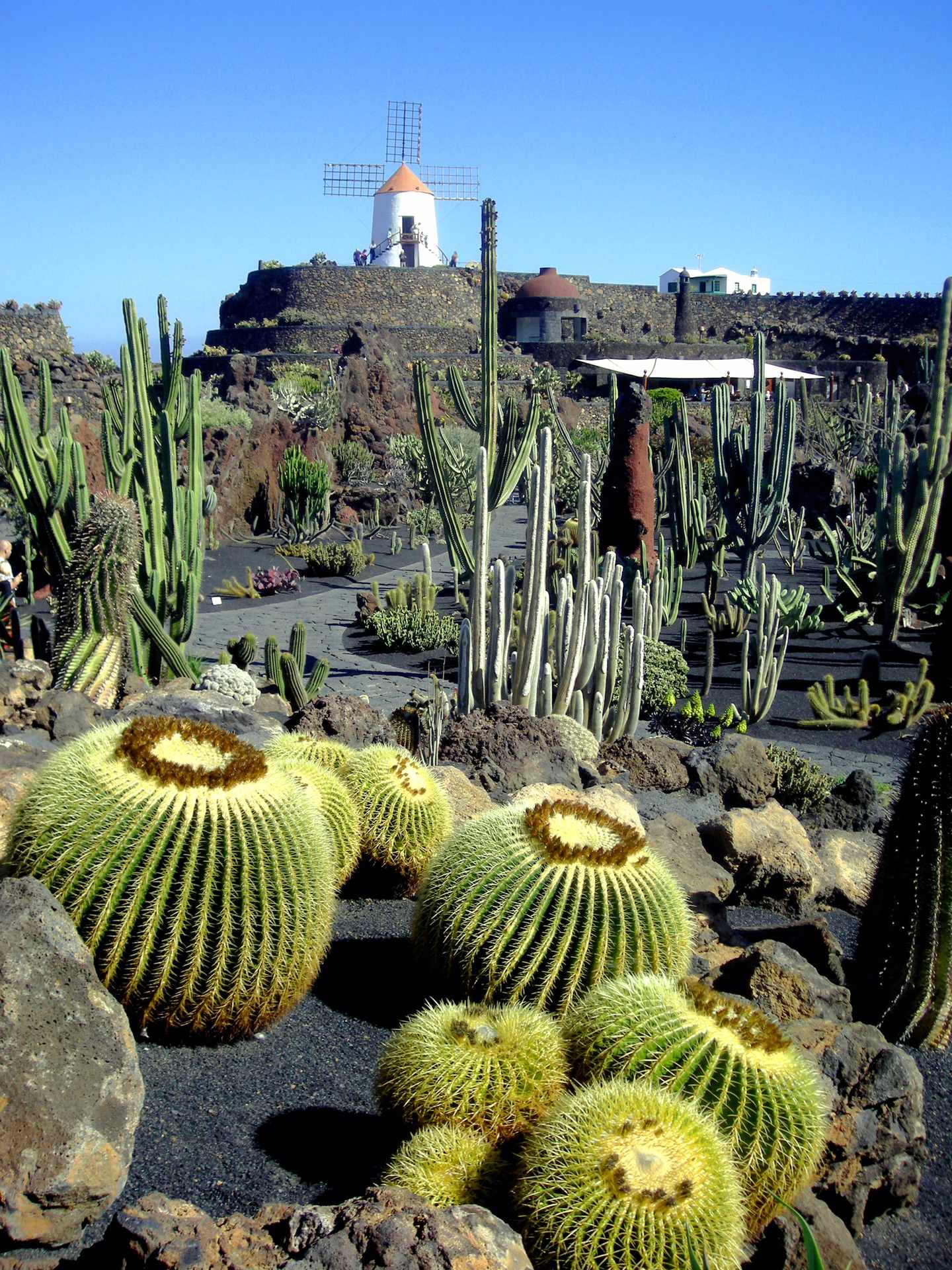 bltef37527510ce3923-spanien-kanaren-lanzarote-kakteengarten-guatiza-windmuehle-kakteen-g-1776893195.jpg Kakteen in Vulkanlandschaft mit weißer Windmühle im Hintergrund