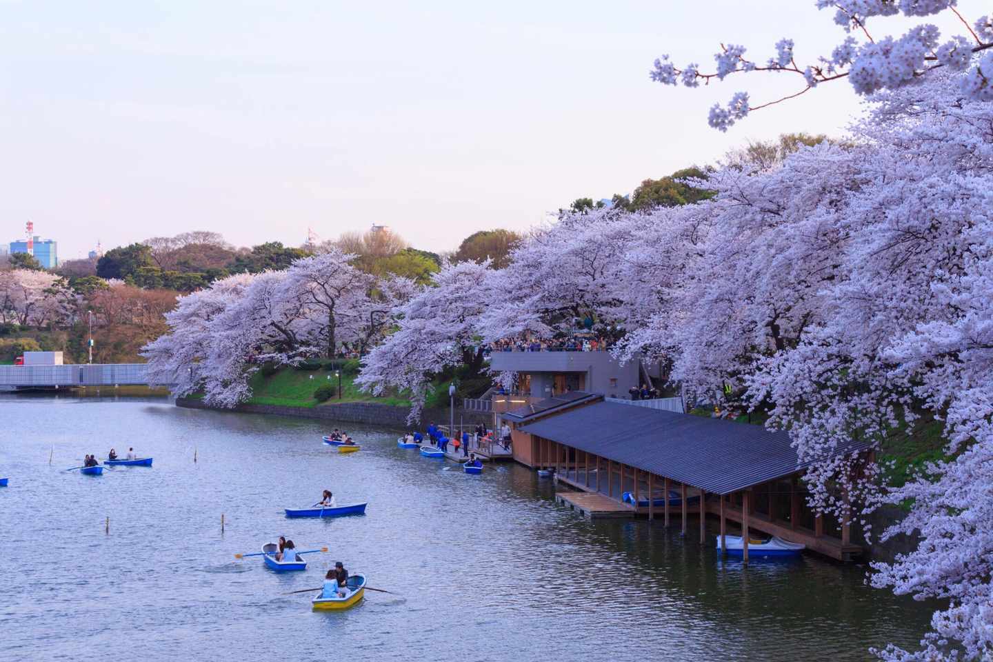 japan-tokio-kirschblueten-park-ufer-t-465972792.jpg