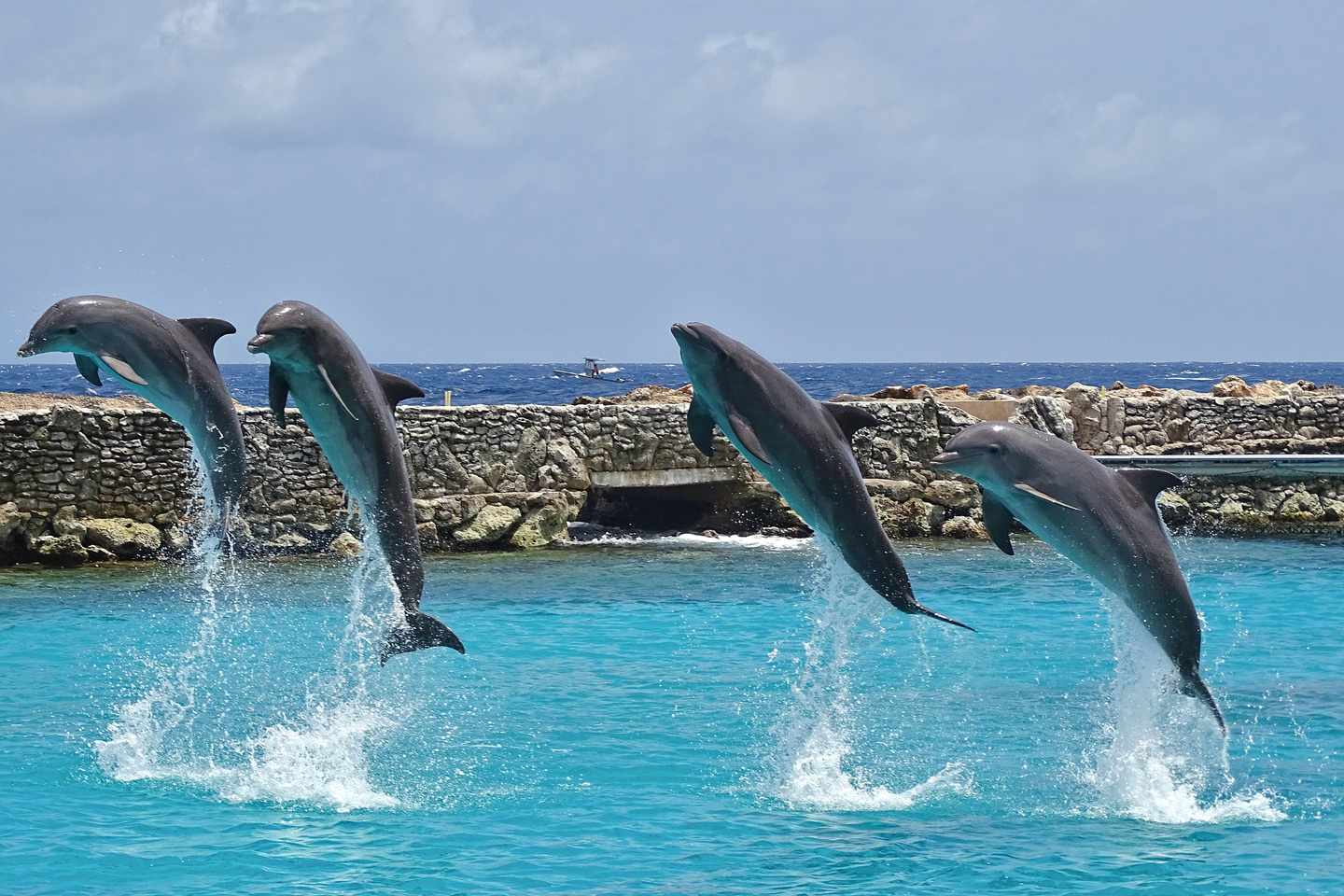 karibik-curacao-delfine-g-1131192886.jpg