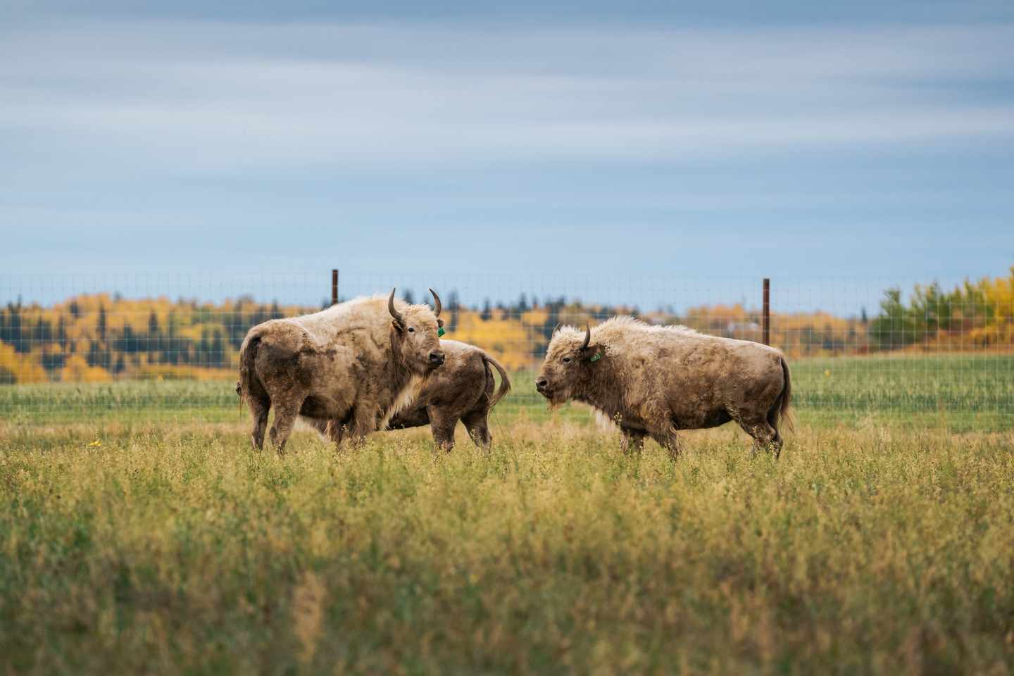 kanada-alberta-weisse-bisons-d21-028059.jpg