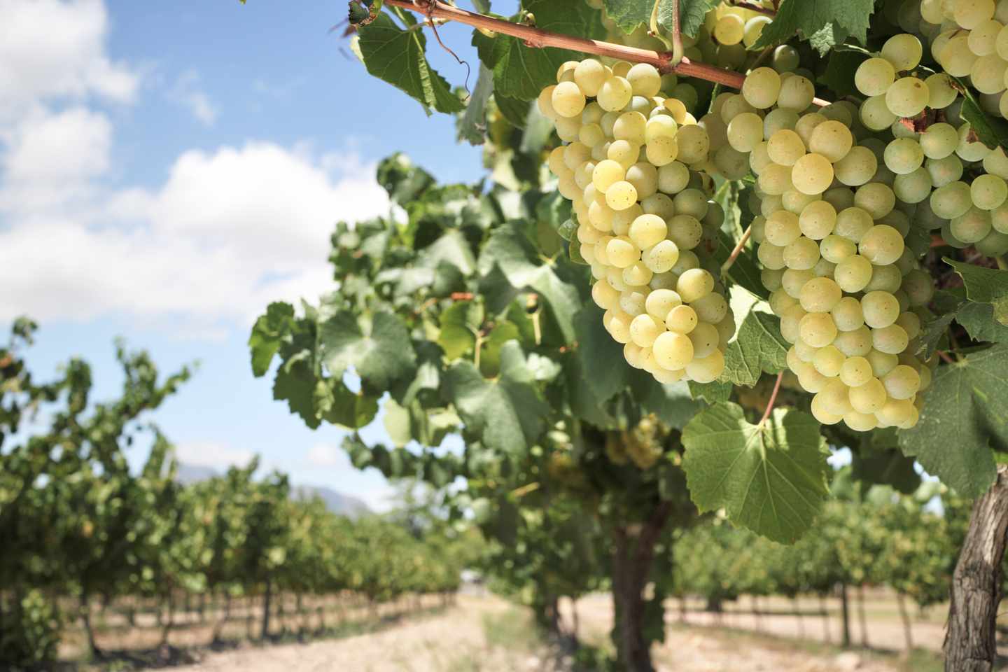 suedafrika-stellenbosch-weinreben-g-469949891.jpg