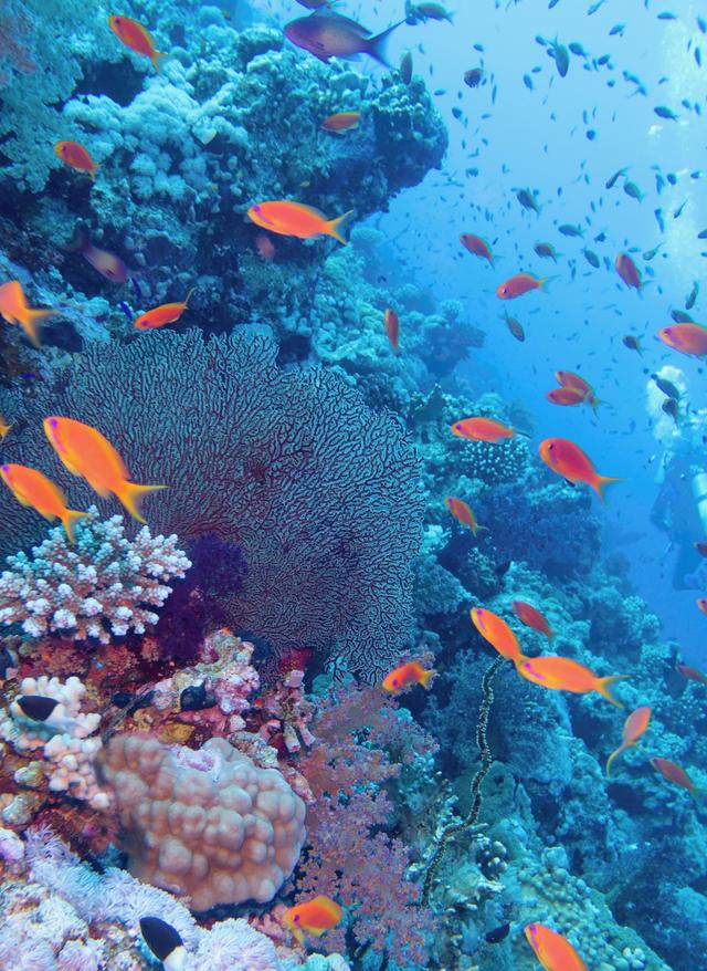 Schnorcheln in Hurghada