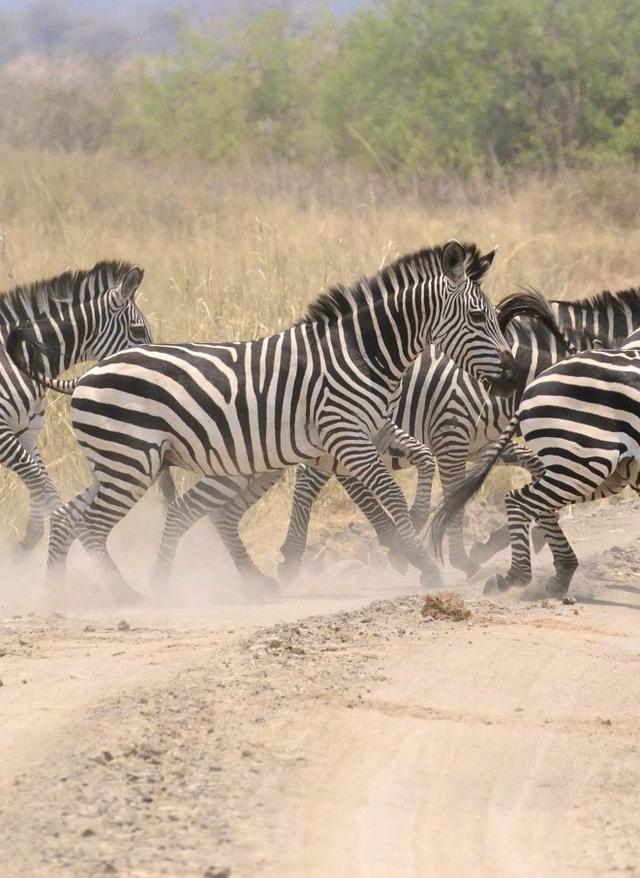 Zur Safari Savanne in Kenia