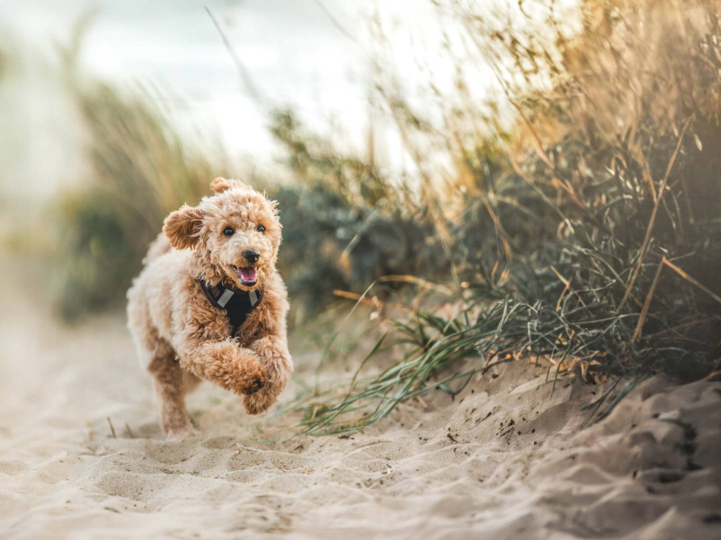 urlaub-mit-hund-brauner-pudel-kv-g-1746203489 (1).jpg