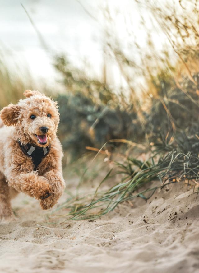 Urlaub mit Hund urlaub-mit-hund-brauner-pudel-kv-g-1746203489 (1).jpg