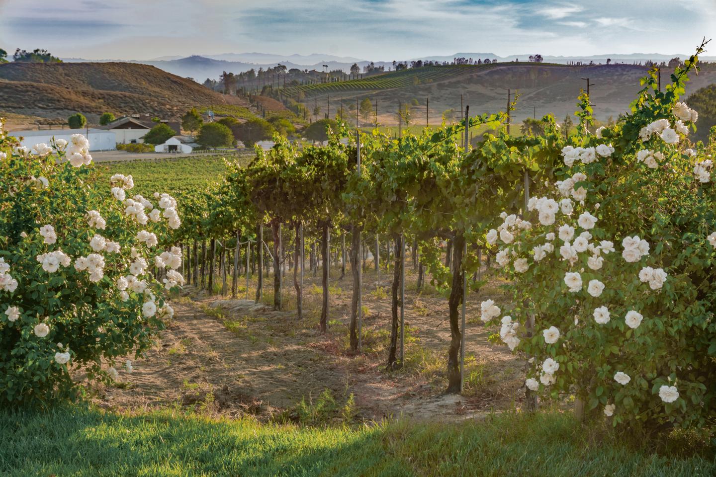usa-kalifornien-napa-valley-weinberg-bei-sonnenuntergang-g-695671664.jpg