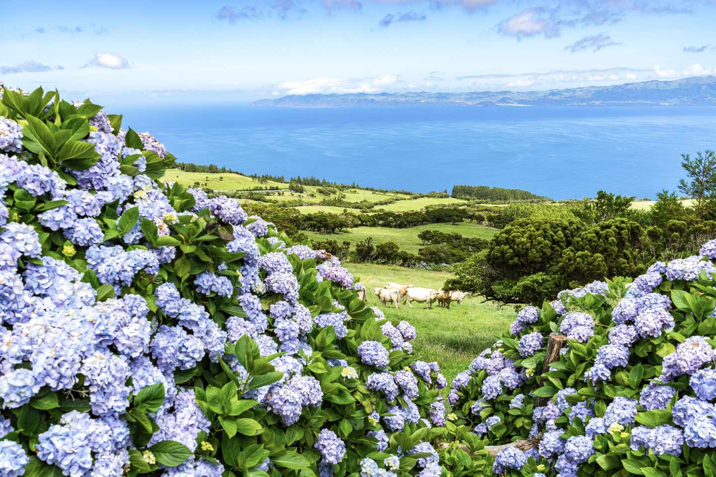 azoren-madalena-blick-auf-bluehenden-himmel-g-2165661951.jpg