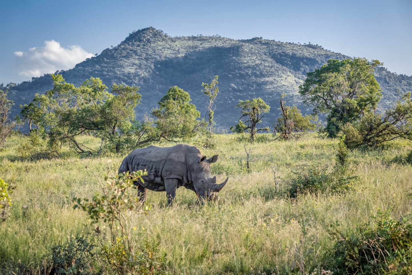 suedafrika-kruger-nationalpark-nashorn-g-1172338882.jpg