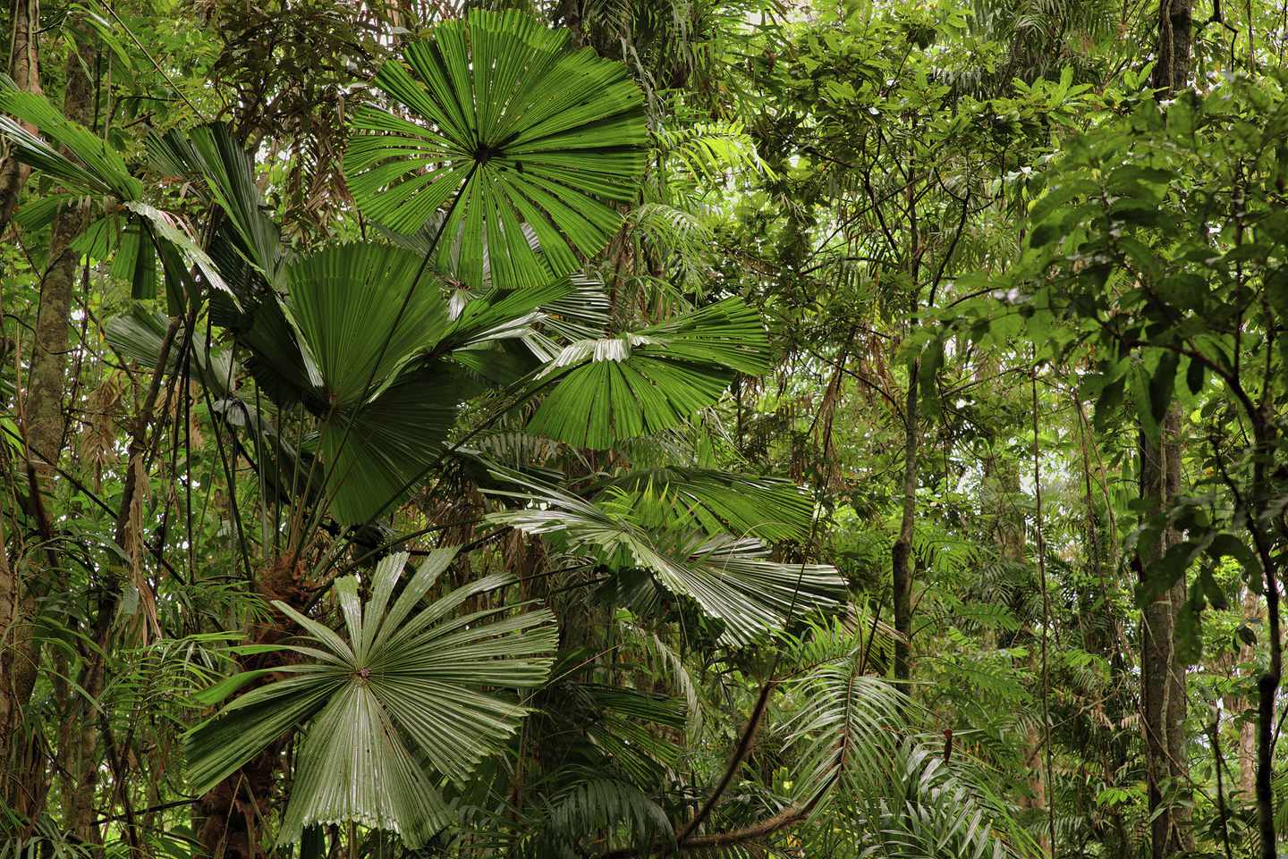 australien-queensland-daintree-nationalpark-t-464802711.jpg