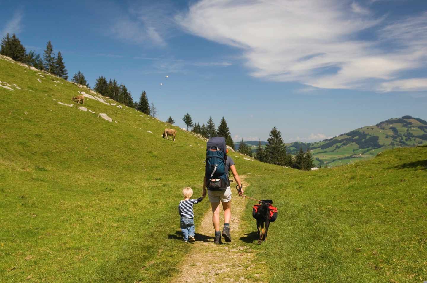 wandern-hund-weidetiere-g-93422979.jpg