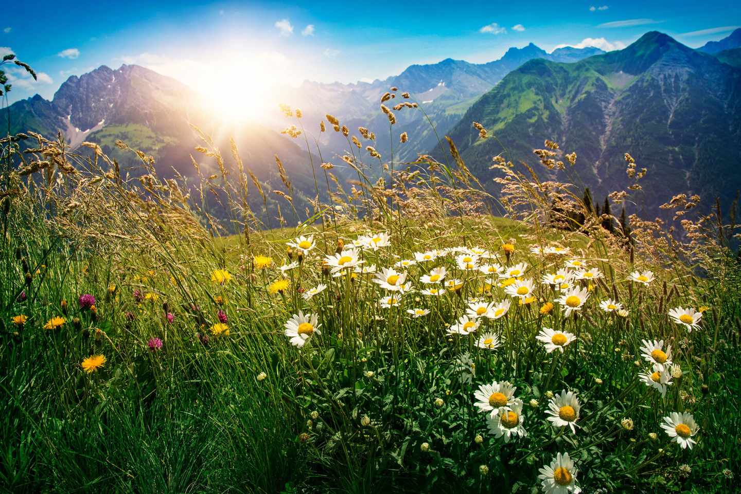 oesterreich-tirol-berge-blumenwiese-t-509619396.jpg