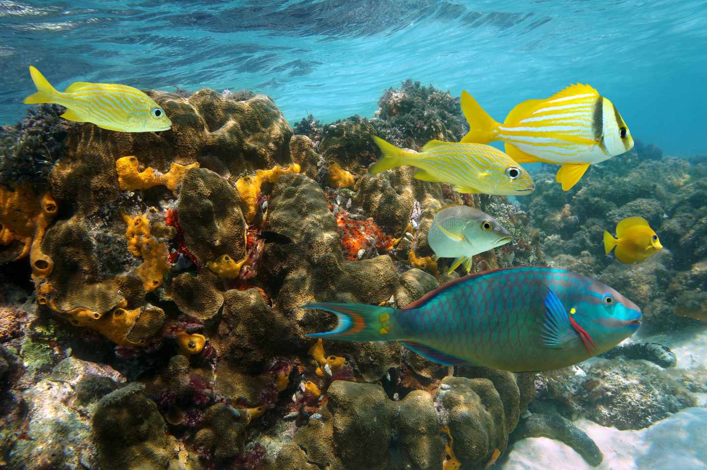 jamaika-korallenriff-fische-g-862464390.jpg