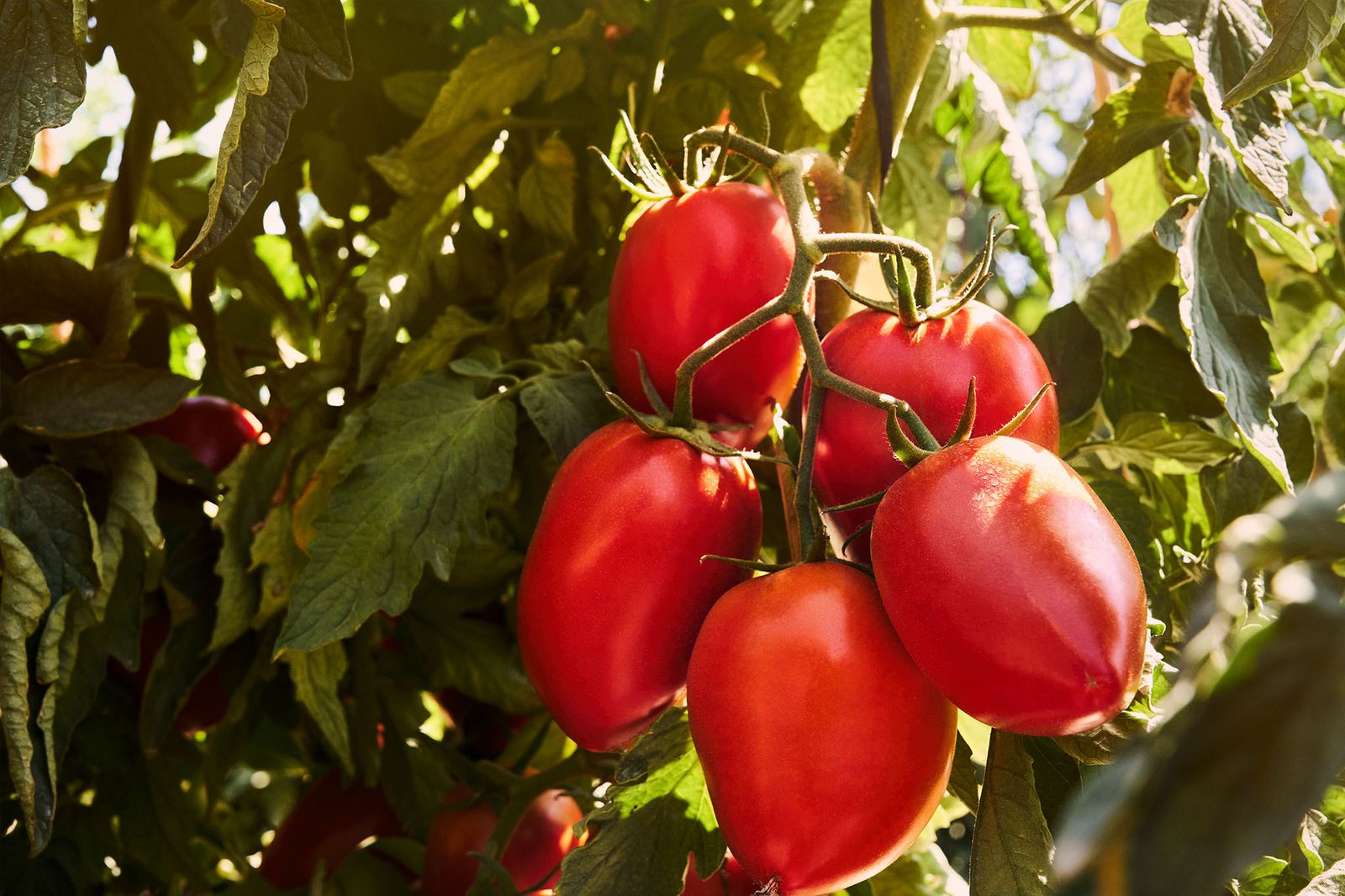 Sonnenverwöhnte Tomaten am Strauch auf Mallorca